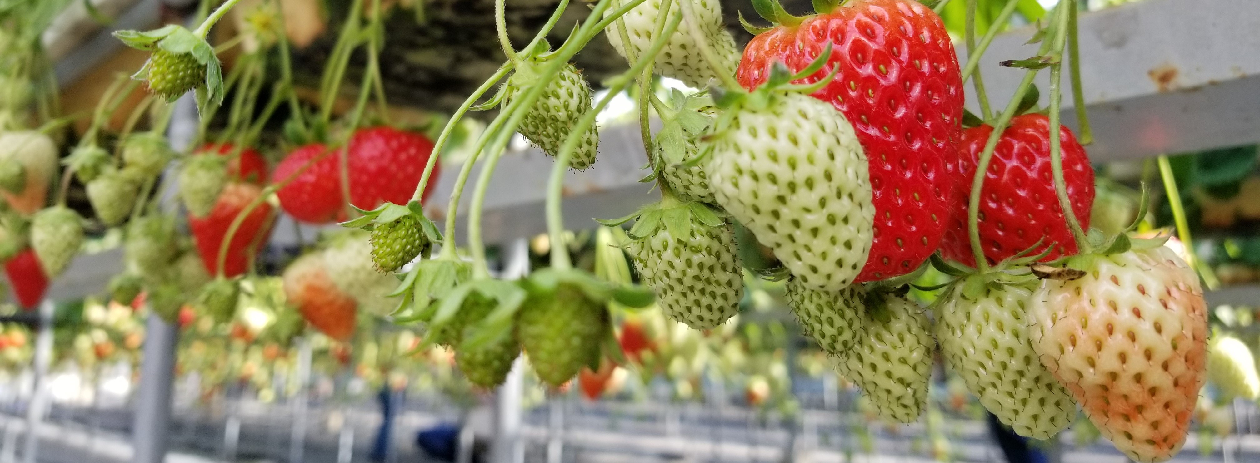 Strawberry Picking Definition At Tracy Macias Blog Strawberry Picking Definition At Tracy Macias Blog